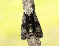 73.036 BF2281 Alder Moth Acronicta alni