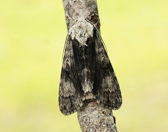 73.036 BF2281 Alder Moth Acronicta alni