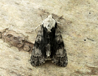 73.036 BF2281 Alder Moth Acronicta alni