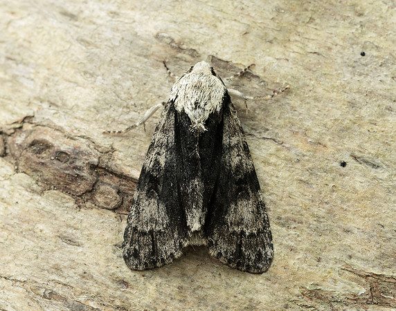 73.036 BF2281 Alder Moth Acronicta alni