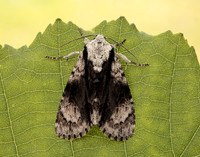 73.036 BF2281 Alder Moth Acronicta alni