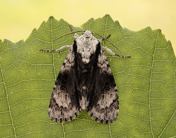 73.036 BF2281 Alder Moth Acronicta alni