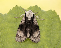 73.036 BF2281 Alder Moth Acronicta alni