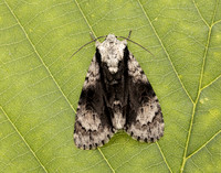 73.036 BF2281 Alder Moth Acronicta alni