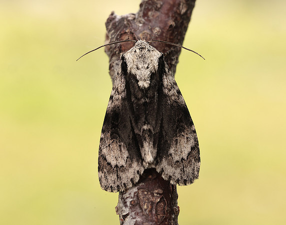 73.036 BF2281 Alder Moth Acronicta alni