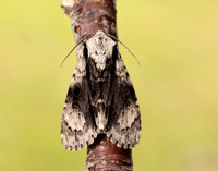 73.036 BF2281 Alder Moth Acronicta alni