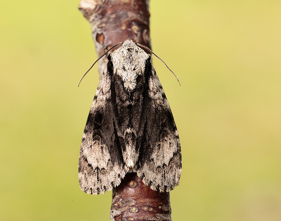 73.036 BF2281 Alder Moth Acronicta alni