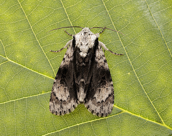 73.036 BF2281 Alder Moth Acronicta alni