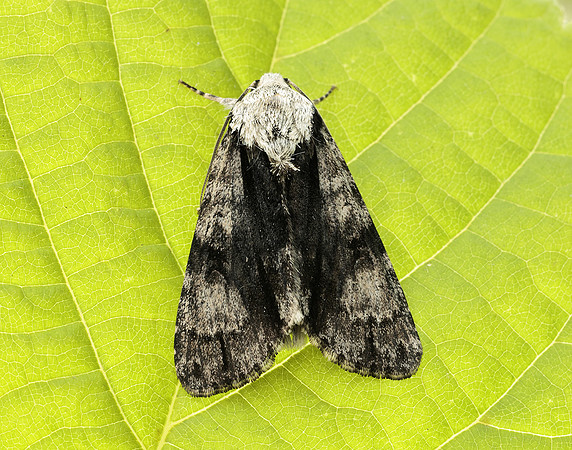 73.036 BF2281 Alder Moth Acronicta alni
