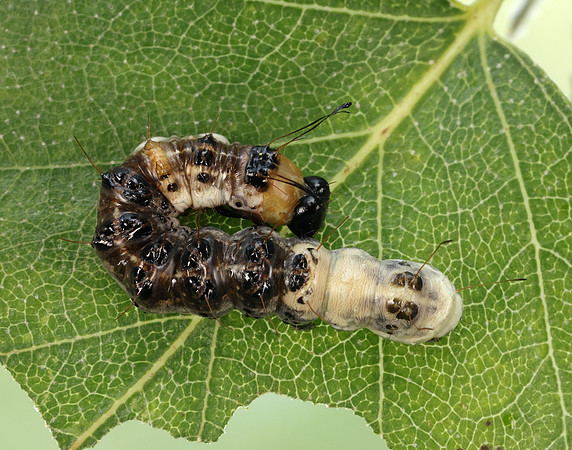 73.036 BF2281 Alder Moth Acronicta alni