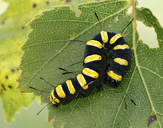 73.036 BF2281 Alder Moth Acronicta alni