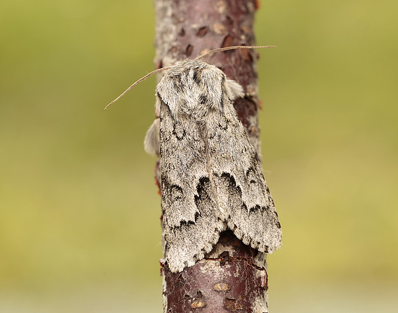 73.042 BF2286 Light Knot Grass Acronicta menyanthidis