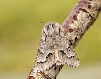 73.042 BF2286 Light Knot Grass Acronicta menyanthidis