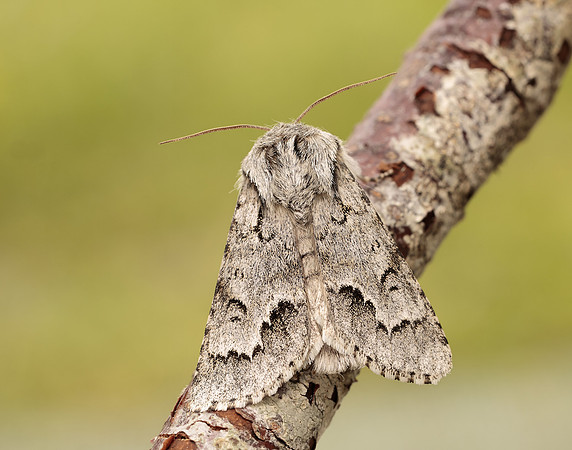 73.042 BF2286 Light Knot Grass Acronicta menyanthidis