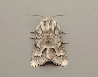73.042 BF2286 Light Knot Grass Acronicta menyanthidis