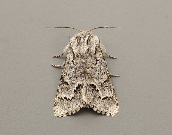 73.042 BF2286 Light Knot Grass Acronicta menyanthidis