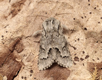 73.042 BF2286 Light Knot Grass Acronicta menyanthidis
