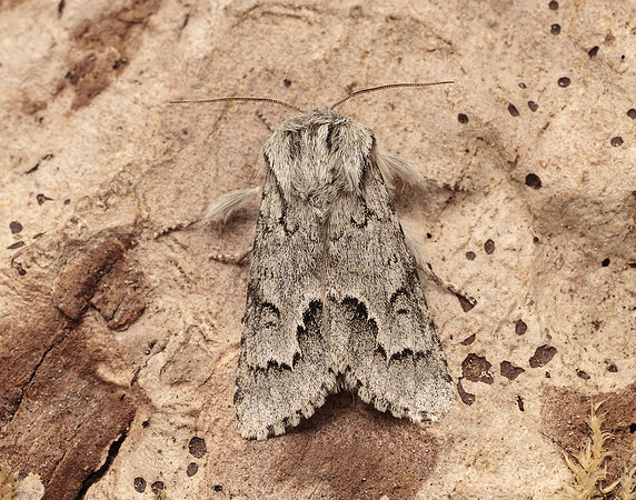 73.042 BF2286 Light Knot Grass Acronicta menyanthidis