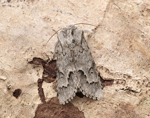 73.042 BF2286 Light Knot Grass Acronicta menyanthidis