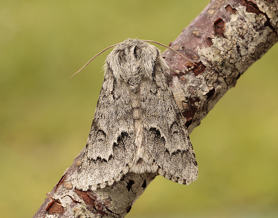 73.042 BF2286 Light Knot Grass Acronicta menyanthidis