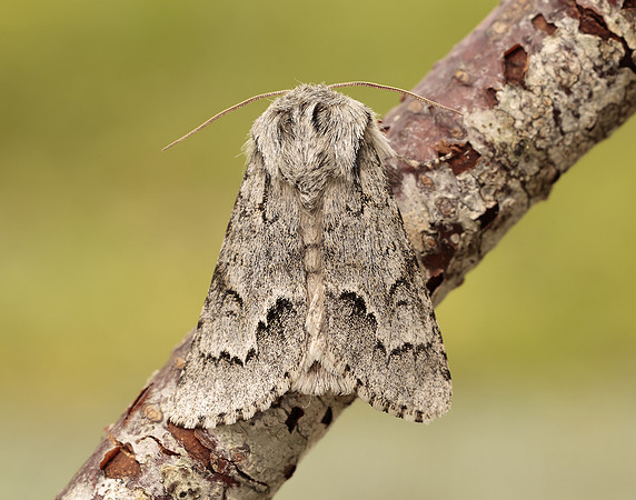 73.042 BF2286 Light Knot Grass Acronicta menyanthidis