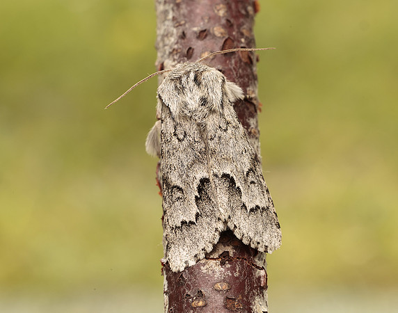 73.042 BF2286 Light Knot Grass Acronicta menyanthidis