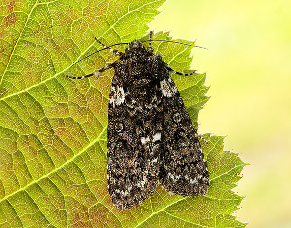 73.045 BF2289 Knot Grass Acronicta rumicis