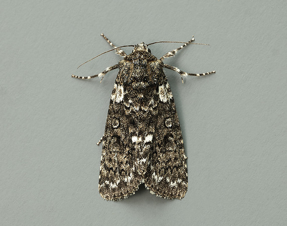 73.045 BF2289 Knot Grass Acronicta rumicis
