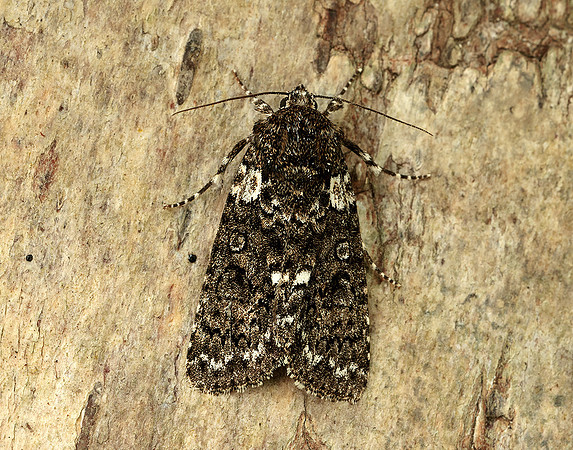 73.045 BF2289 Knot Grass Acronicta rumicis