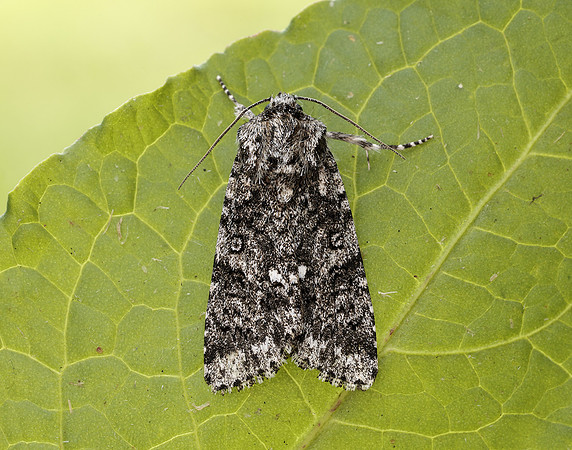 73.045 BF2289 Knot Grass Acronicta rumicis