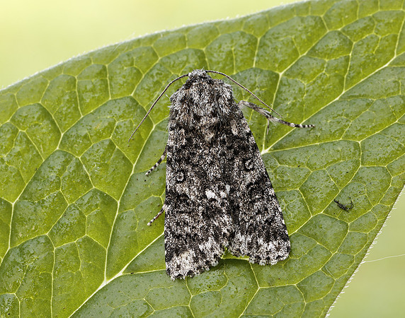 73.045 BF2289 Knot Grass Acronicta rumicis