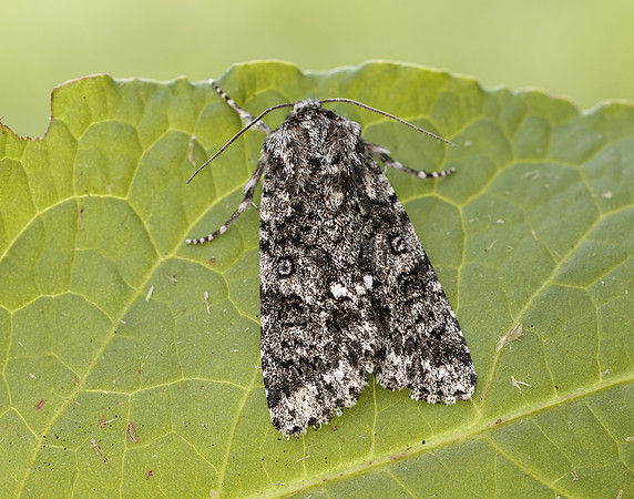 73.045 BF2289 Knot Grass Acronicta rumicis