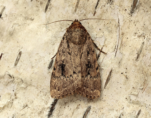 73.062 BF2297 Copper Underwing Amphipyra pyramidea