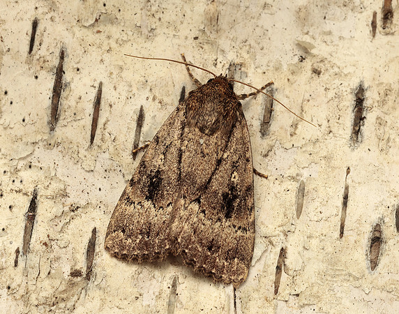 73.062 BF2297 Copper Underwing Amphipyra pyramidea
