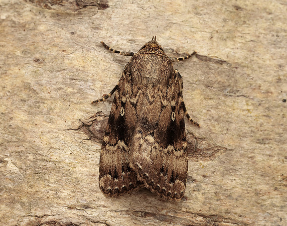 73.062 BF2297 Copper Underwing Amphipyra pyramidea