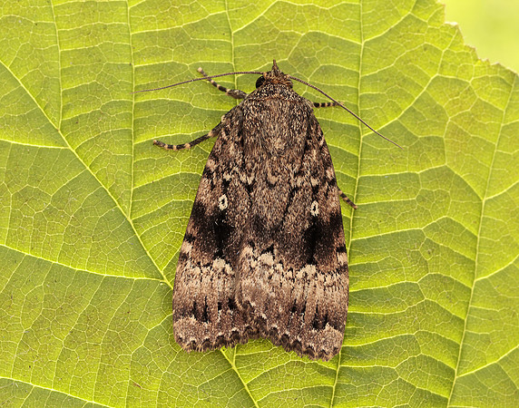 73.062 BF2297 Copper Underwing Amphipyra pyramidea