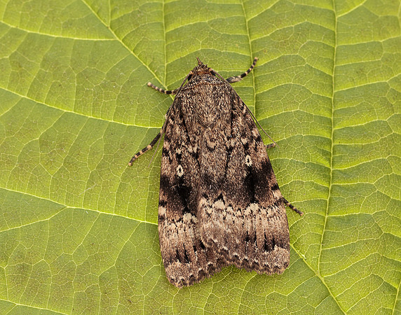 73.062 BF2297 Copper Underwing Amphipyra pyramidea