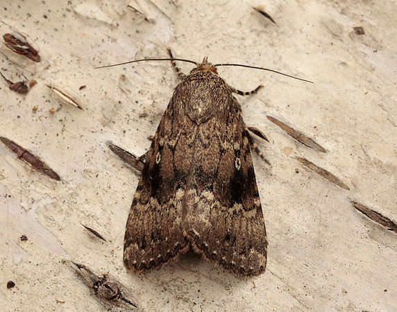 73.062 BF2297 Copper Underwing Amphipyra pyramidea