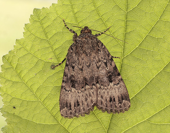 73.062 BF2297 Copper Underwing Amphipyra pyramidea