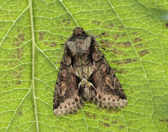 73.068 BF2245 Green-brindled Crescent Allophyes oxyacanthae