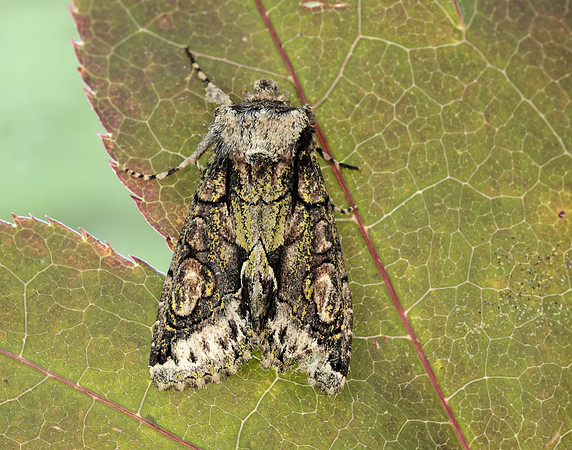 73.068 BF2245 Green-brindled Crescent Allophyes oxyacanthae