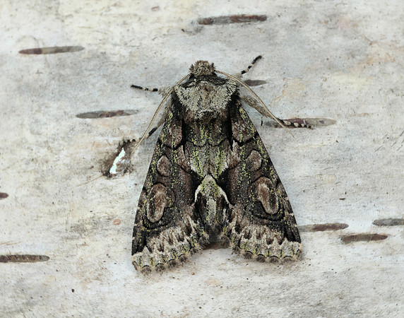 73.068 BF2245 Green-brindled Crescent Allophyes oxyacanthae