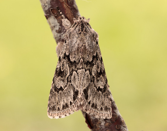 73.069 BF2243 Early Grey Xylocampa areola