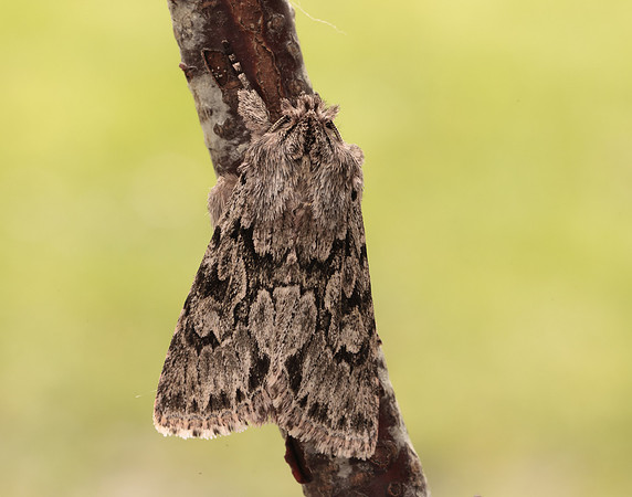 73.069 BF2243 Early Grey Xylocampa areola