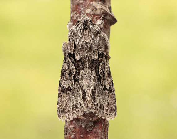 73.069 BF2243 Early Grey Xylocampa areola