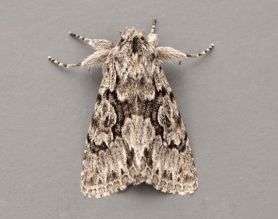 73.069 BF2243 Early Grey Xylocampa areola
