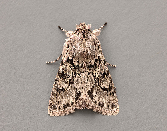 73.069 BF2243 Early Grey Xylocampa areola