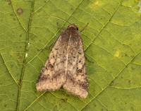 73.076 BF2400 Scarce Bordered Straw Helicoverpa armigera