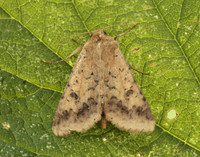 73.076 BF2400 Scarce Bordered Straw Helicoverpa armigera