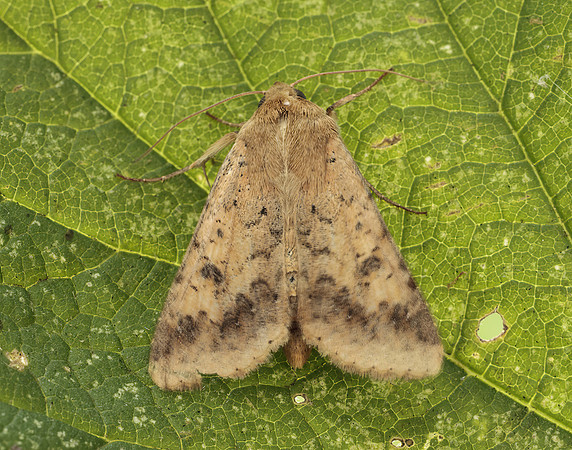 73.076 BF2400 Scarce Bordered Straw Helicoverpa armigera